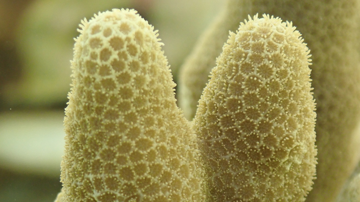 Image: Porites compressa, a finger coral, gets its name for its blunt branches. Mature chunks of it collected off the coast of Hawaii have successfully been frozen and revived, offering hope that the world’s corals could be preserved as the oceans warm and acidify. Credit: Claire Lager, Smithsonian