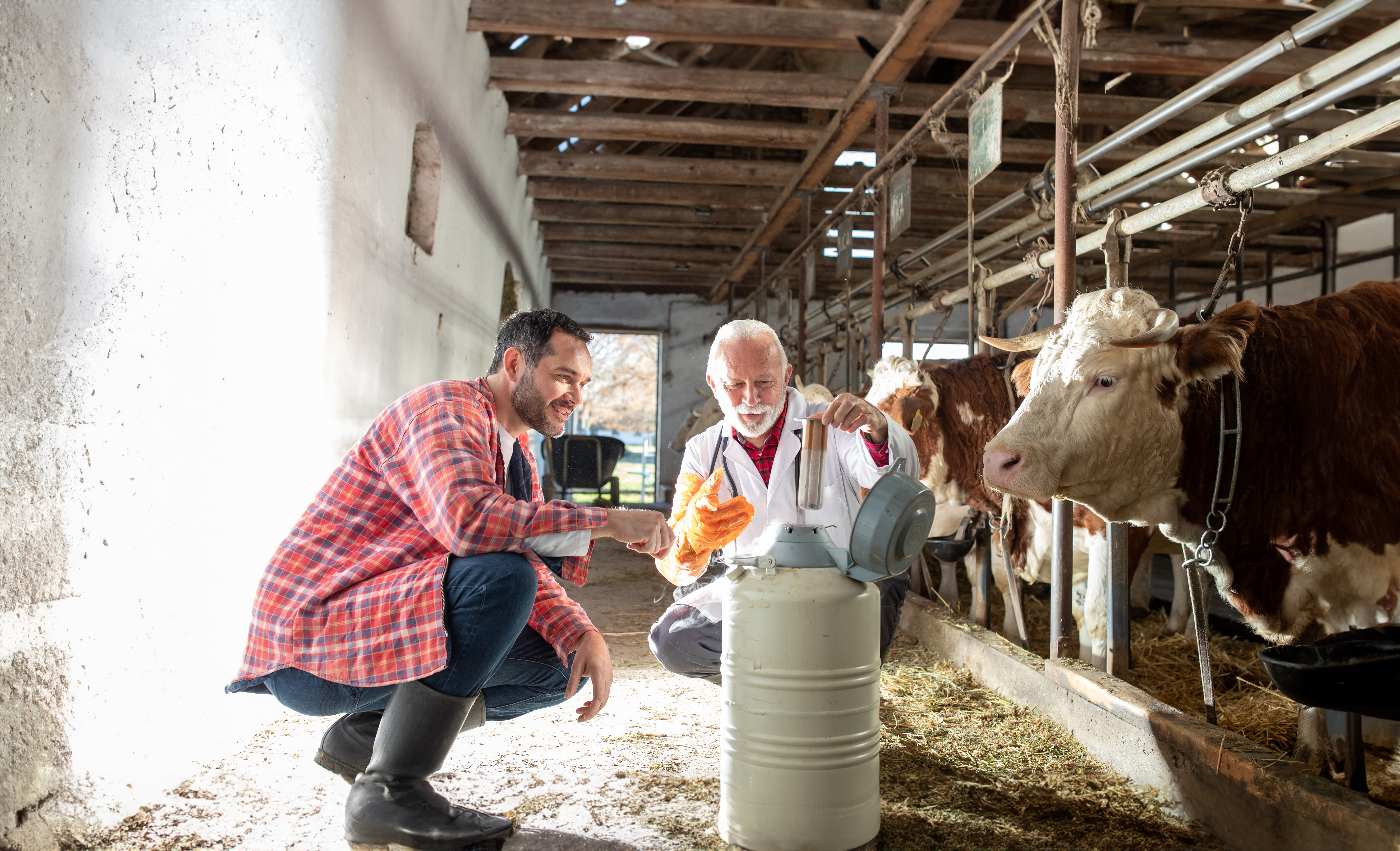Onsite liquid nitrogen for storage and preserving semen for artificial insemination. Credit: Stirling