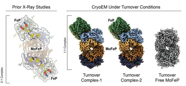 A comparison of previous X-ray crystallography and new cryoEM images shows remarkable clarity and detail with cryoEM. (cr: Tezcan and Herzik groups / UC San Diego)