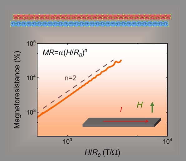 Figure 1 (left): Scaled magnetoresistance (MR) data obtained from a ribbon sample shows a conventional H2 dependence. Figure 2 (right): MR from ring-shaped samples deviates from conventional behavior and is~1/1,000 of that in the ribbons. Credit: J. Xing, J. Blawat, S. Speer, A. I. Us Saleheen, J. Singleton, R. Jin, “Manipulation of the Magnetoresistance by Strain in Topological TaSe3”, Adv. Quant. Tech. 5, 2200094 (2022)
