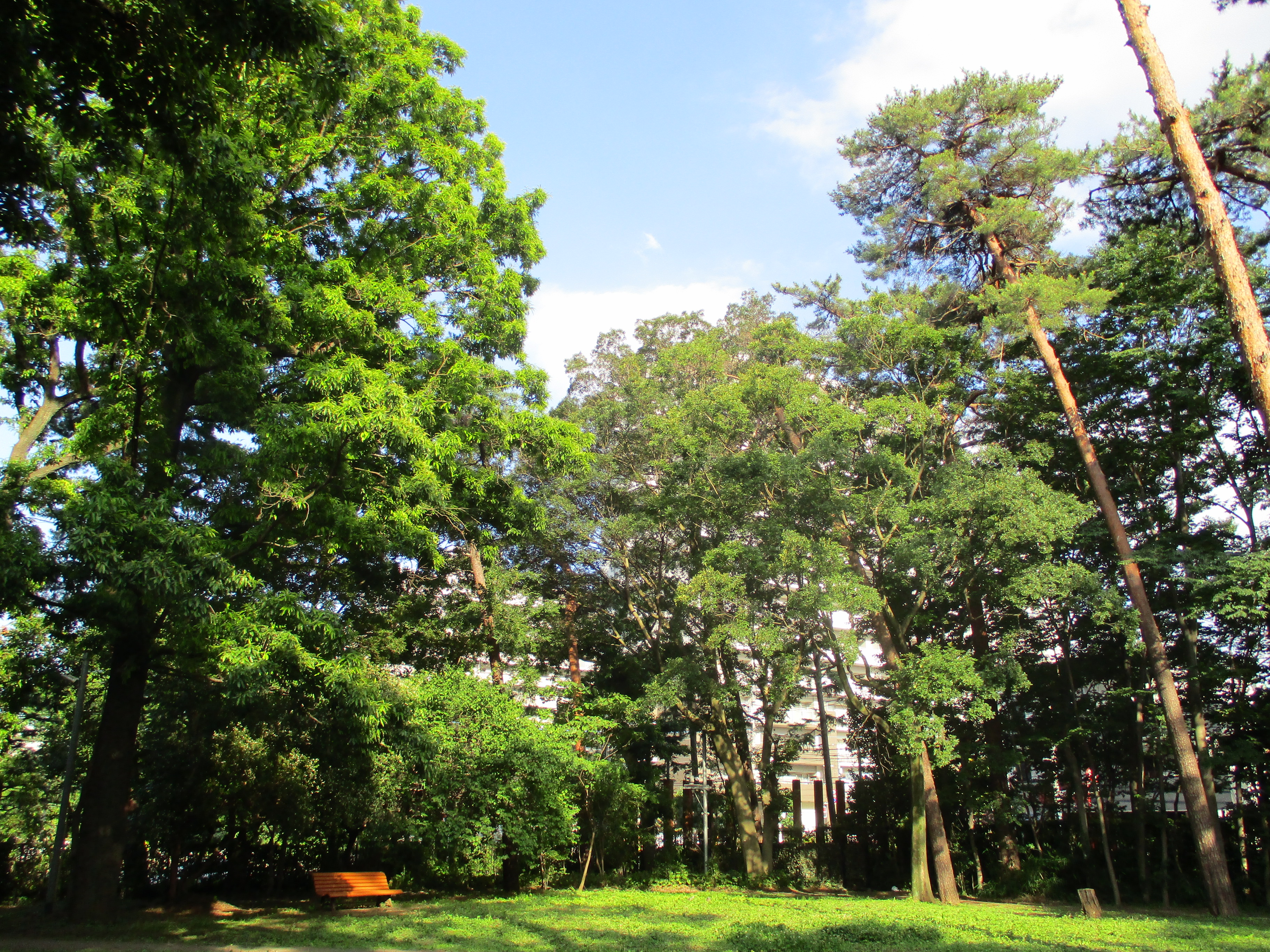 The Hasso-no-Mori (Forest of Ideas) within the larger Musashino Forest at Tokyo’s Tanashi Works has been preserved and opened to the public. SHI's upgrades and renovations in and around manufacturing facilities have played a role in the Group’s efforts to be more environmentally friendly. Credit: Sumitomo Heavy Industries, Ltd.