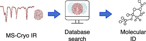 The new approach can separate isomeric metabolites in a matter of milliseconds and provide highly structured IR fingerprints for their unambiguous identification. Credit: Analytical Chemistry