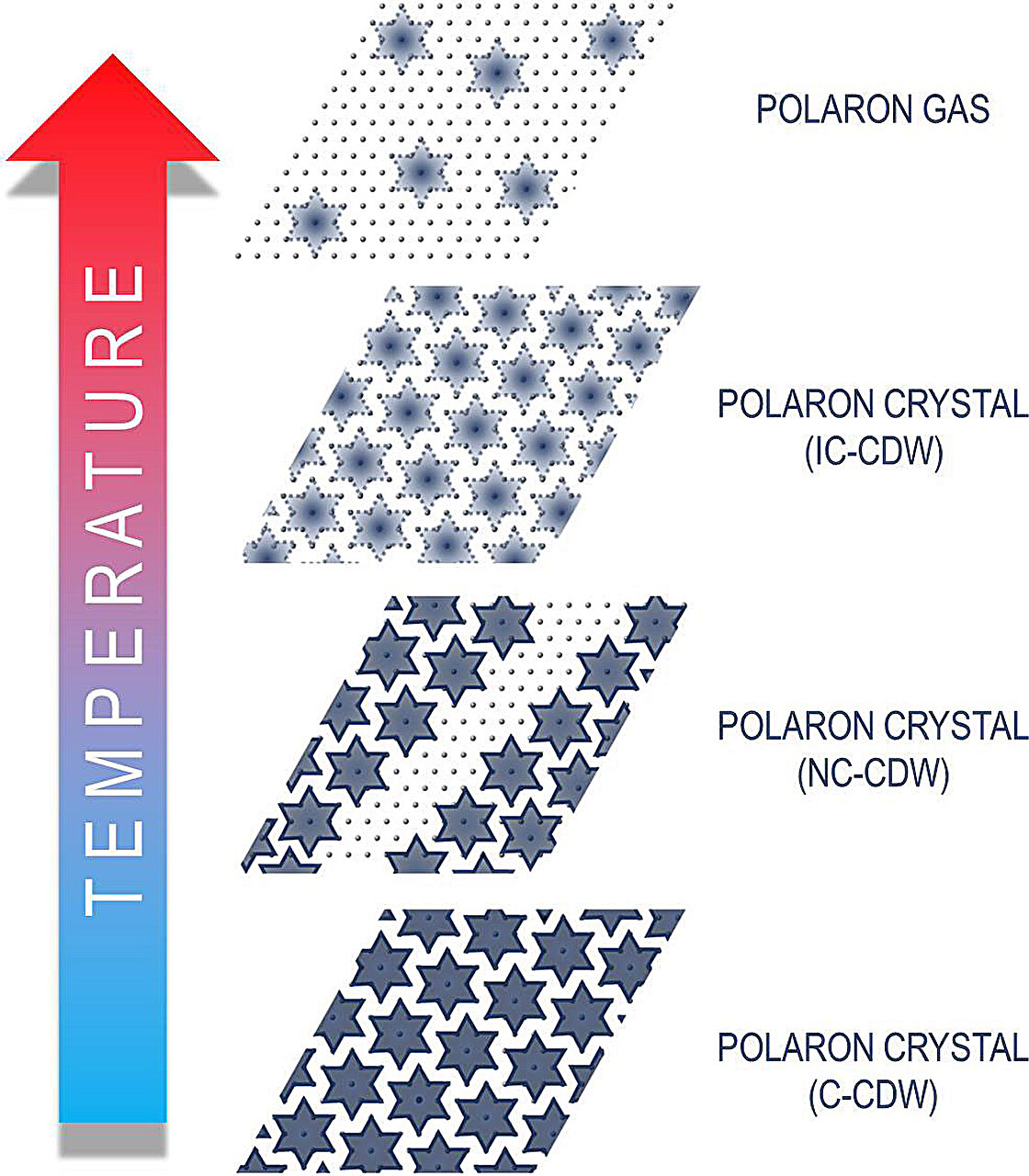 Evolution with temperature of polarons in tantalum layers of 1T-TaS2 through different CDW phases: commensurate (C), nearly commensurate (NC), and incommensurate (IC). When CDW is removed at high temperature, polarons are in a gas-like state. Credit: Nature Communications (2023). DOI: 10.1038/s41467-023-42631-6